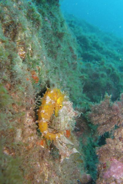 Hippocampe  Hippocampus guttulatus